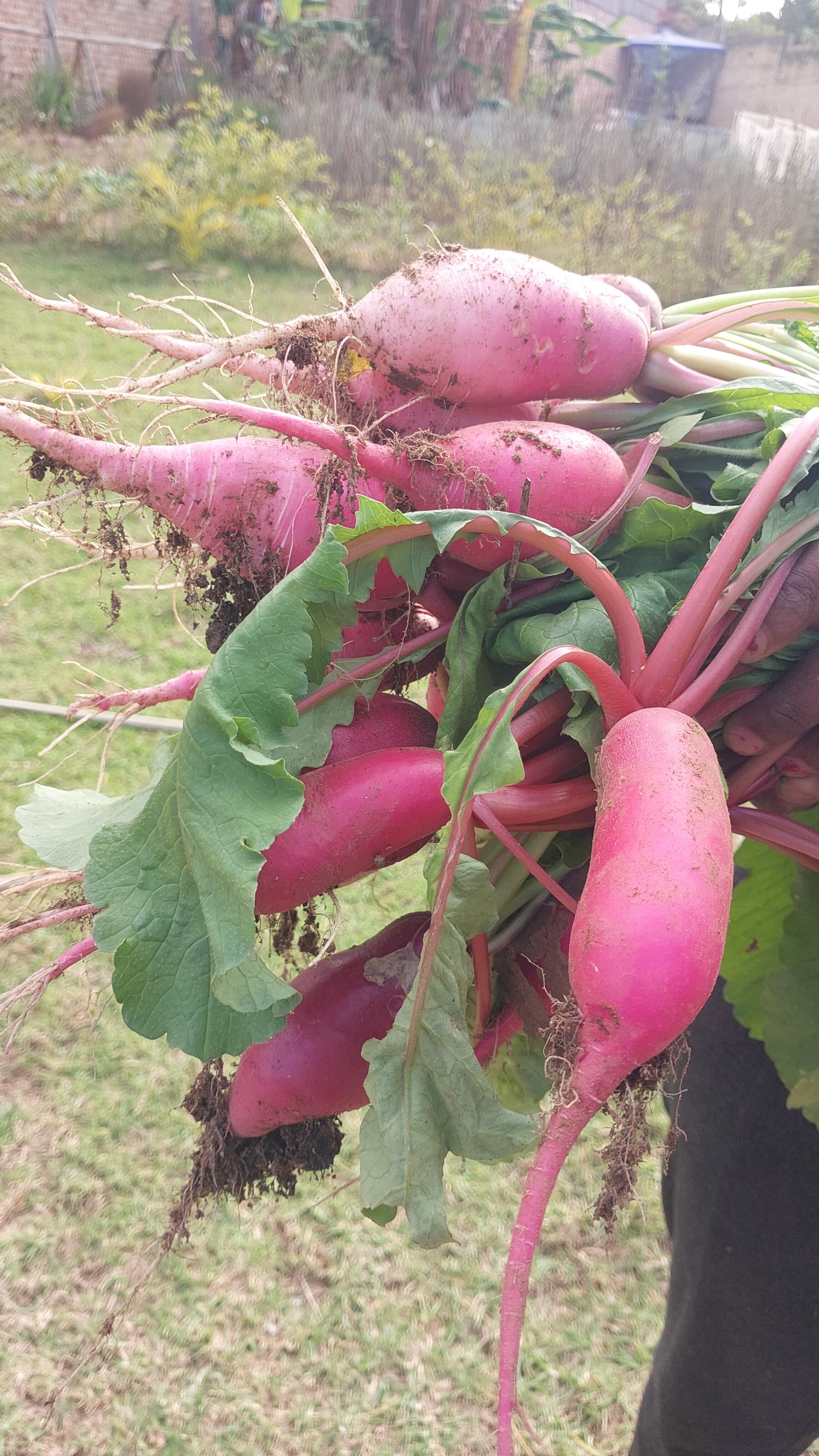 Fresh harvest from agroecological farm