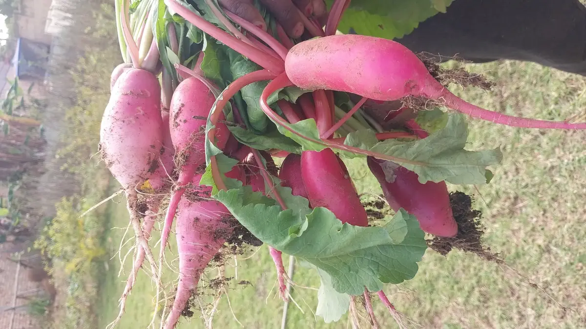 Fresh harvest